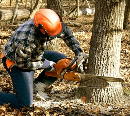 Tree Removal in White Cottage, OH